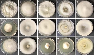 Habitat, Snow-Cover and Soil pH, Affect the Distribution and Diversity of Mortierellaceae Species and Their Associations to Bacteria